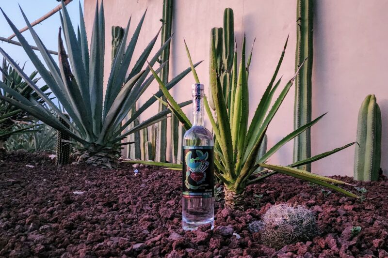 Teyu’u: El Mezcal que Nació de un «Beso» y la Pasión por la Cultura