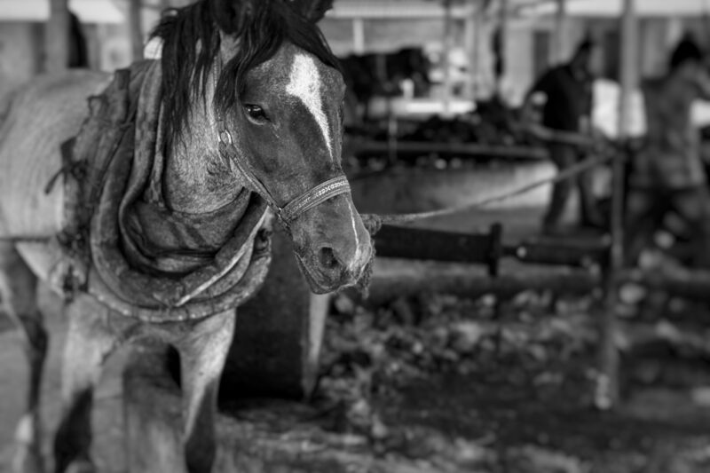 Mezcal Tamache: Contadores de Historias en Cada Botella