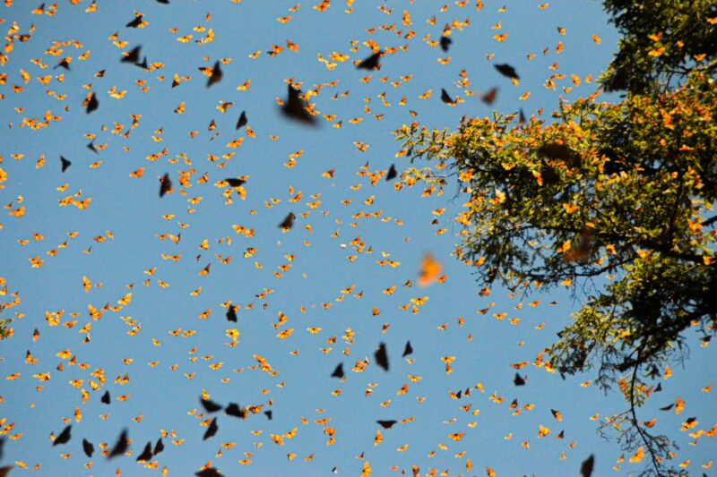 El Vínculo Oculto entre el Agave y la Mariposa Monarca