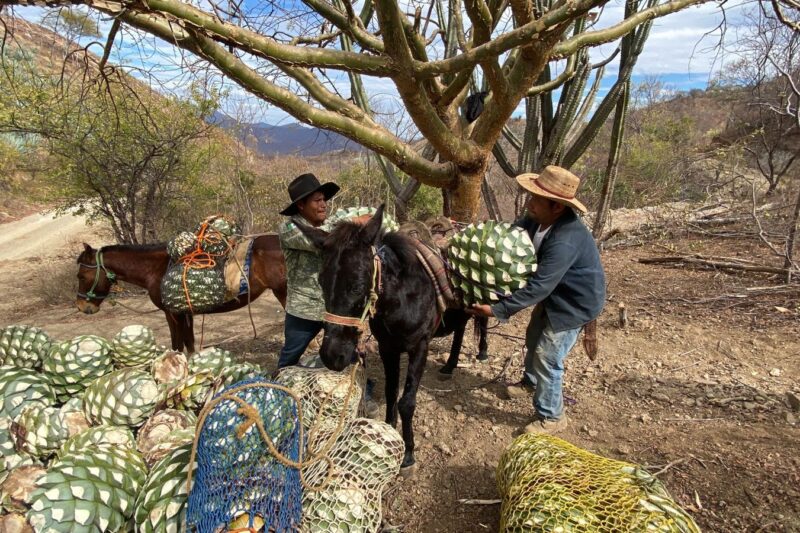 Honor i Amor: El Legado de la Tierra y el Perdón en una Gota de Mezcal