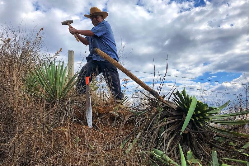 La armonía del maguey: Plácido Hernández entre versos zapotecos y fogones de mezcal